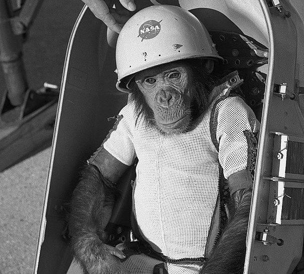 Trzyletni szympans Ham przygotowany do lotu.