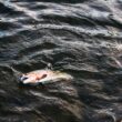 Setki ton martwych ryb w Odrze to prawdziwa katastrofa ekologiczna