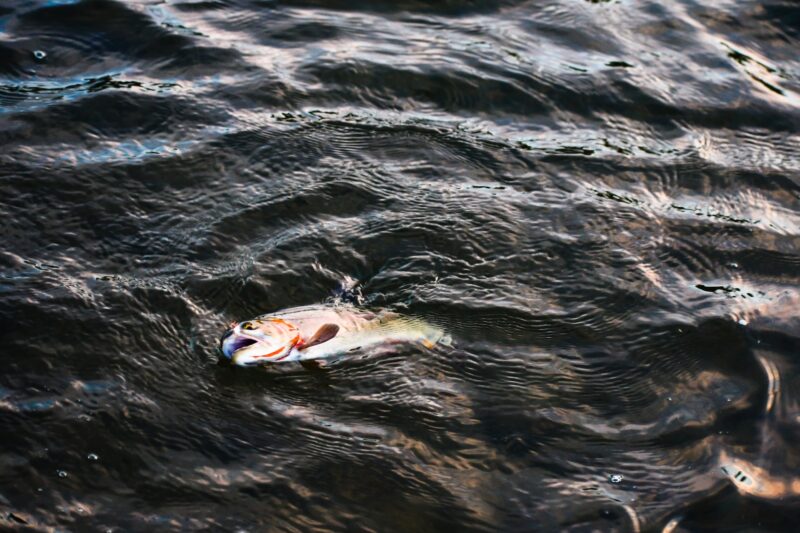 Setki ton martwych ryb w Odrze to prawdziwa katastrofa ekologiczna