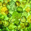 Bio-Polimery – czym są i dlaczego mogą zmienić przyszłość materiałów?