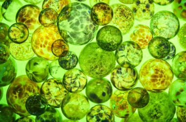 Bio-Polimery – czym są i dlaczego mogą zmienić przyszłość materiałów?