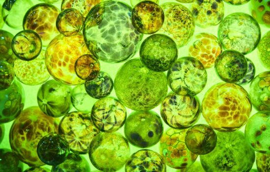 Bio-Polimery – czym są i dlaczego mogą zmienić przyszłość materiałów?