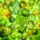 Bio-Polimery – czym są i dlaczego mogą zmienić przyszłość materiałów?